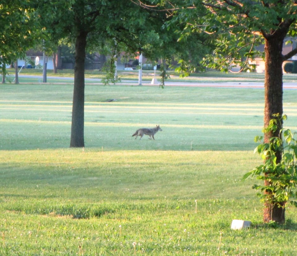IMG 2234c Coyote Perry Farm Park Kankakee Co IL 5-30-2016