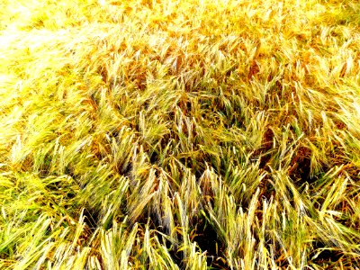 Barley Field