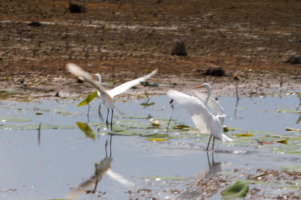 IMG 0902c Great Egret LaSalle FWA IN 7-16-2018