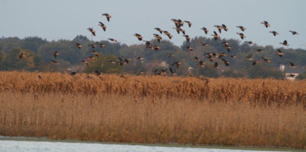 IMG 0182c GWF Goose Whispering Willows Area Kankakee Co IL 10-18-2016