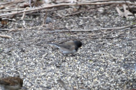 IMG 8558c Dark-eyed Junco (Oregon) Hse Kankakee IL 4-4-2018