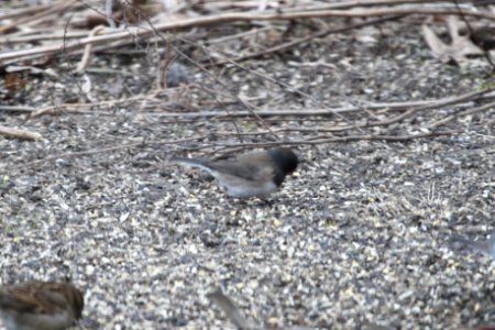 IMG 8558c Dark-eyed Junco (Oregon) Hse Kankakee IL 4-4-2018 photo