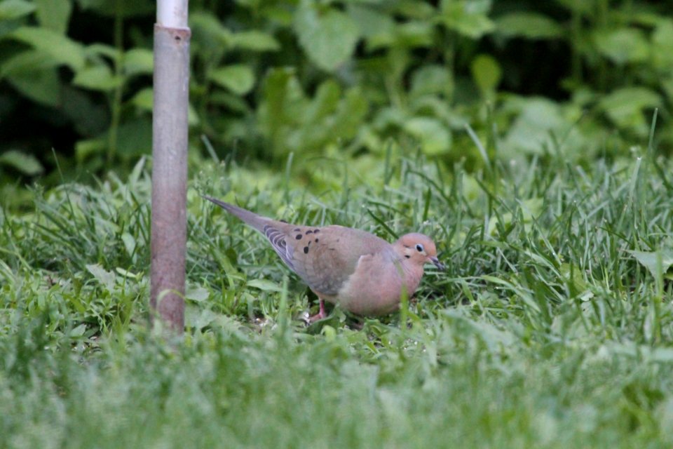 IMG 0255c Mourning Dove Hse Kankakee IL 6-1-2018
