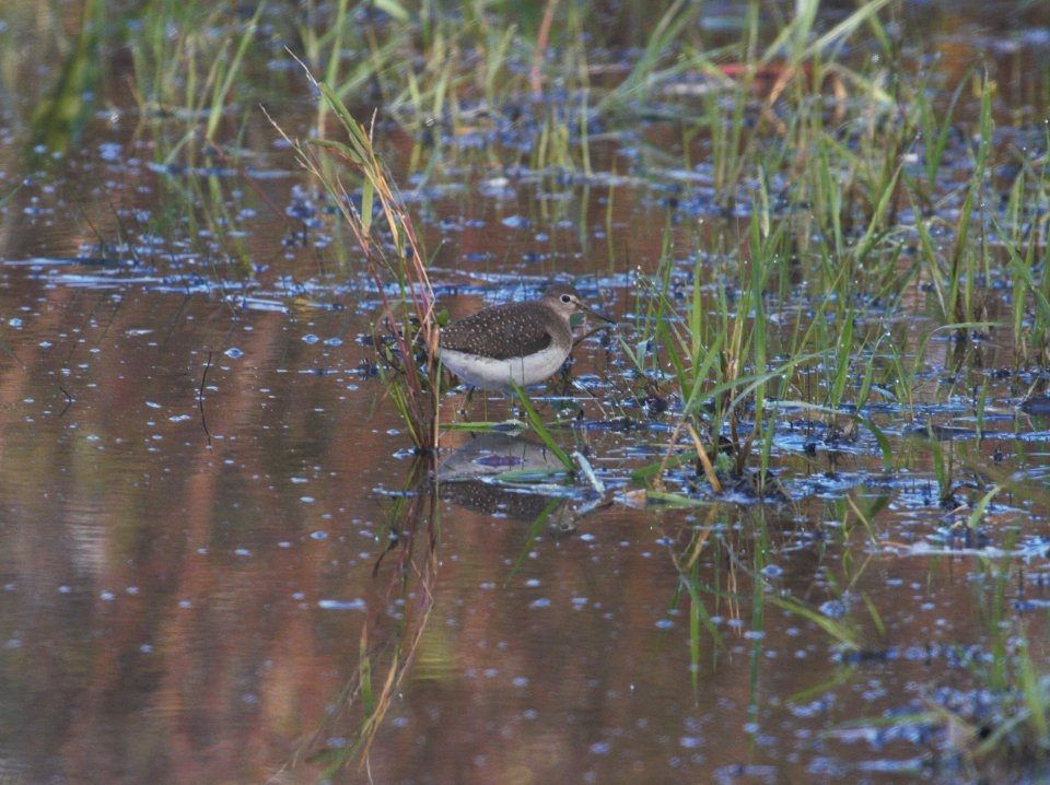 IMG 0266cg Solitary Sandpiper Whispering Willows Area Kankakee Co IL 10-19-2016