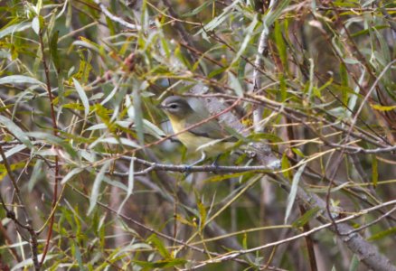 IMG 9428c Philadelphia Vireo Whispering Willows Area Kankakee Co IL 9-28-2016
