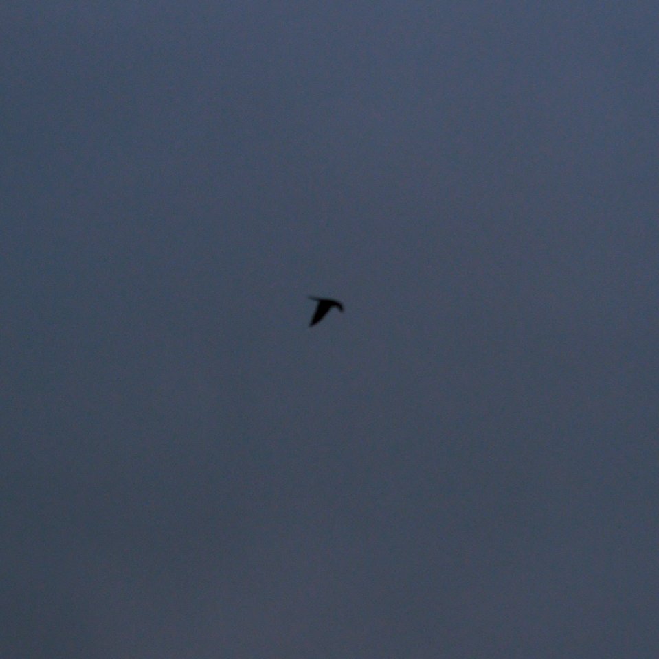 IMG 9654c Merlin Whispering Willows Area Kankakee Co IL 10-4-2016