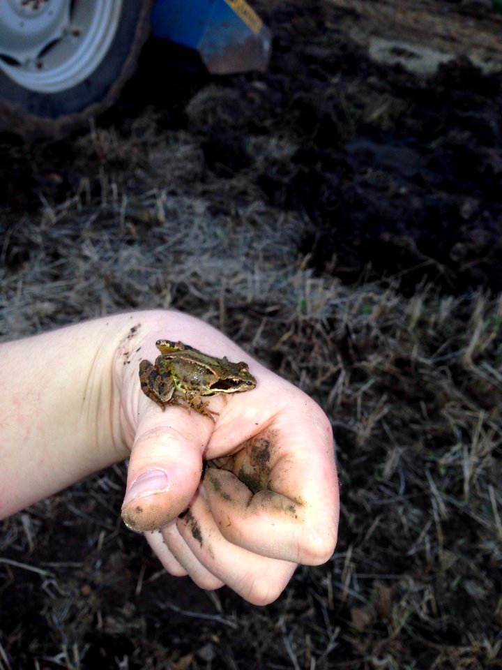 A little frog I found in our field.