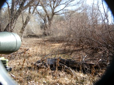 DSCN9336 Hammond's Flycatcher Habitat Watson Lake Yavapai Co AZ 12-29-2015