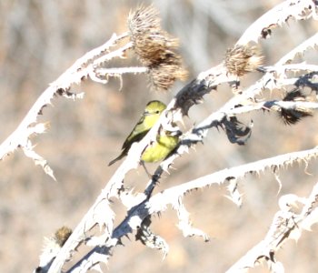 IMG 6386 Orange-crowned Warbler Watson Lake Yavipai Co AZ 01-02-2016