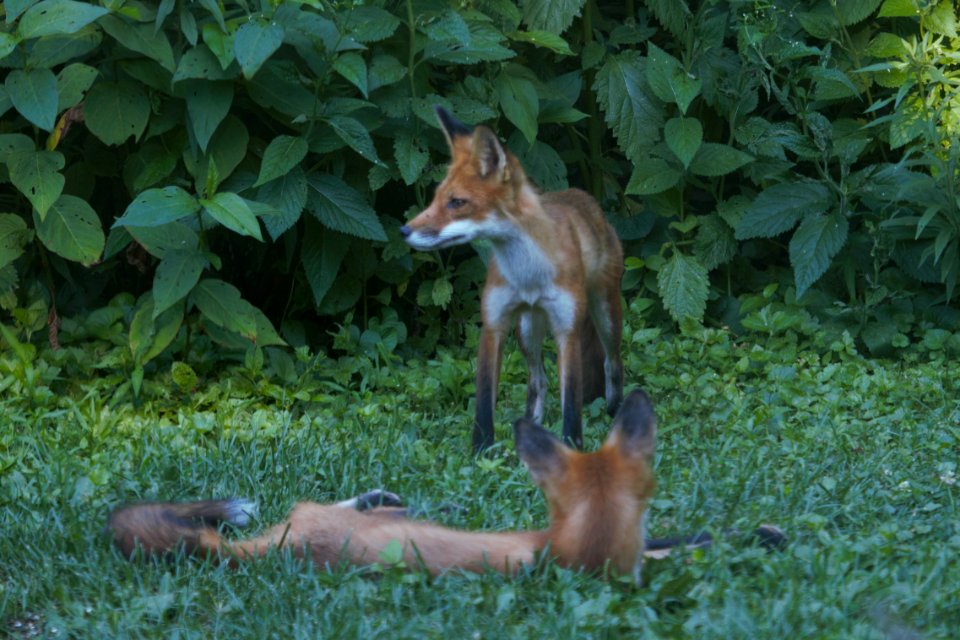 IMG 0824c Red Fox Hse Kankakee IL 7-8-2018