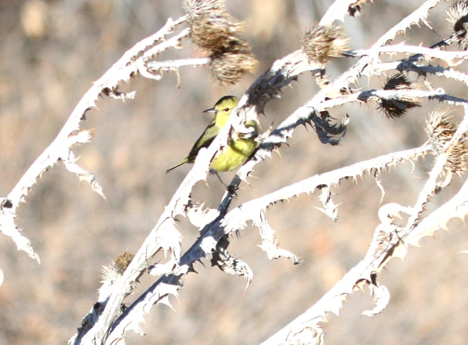 IMG 6383 Orange-crowned Warbler Watson Lake Yavipai Co AZ 01-02-2016