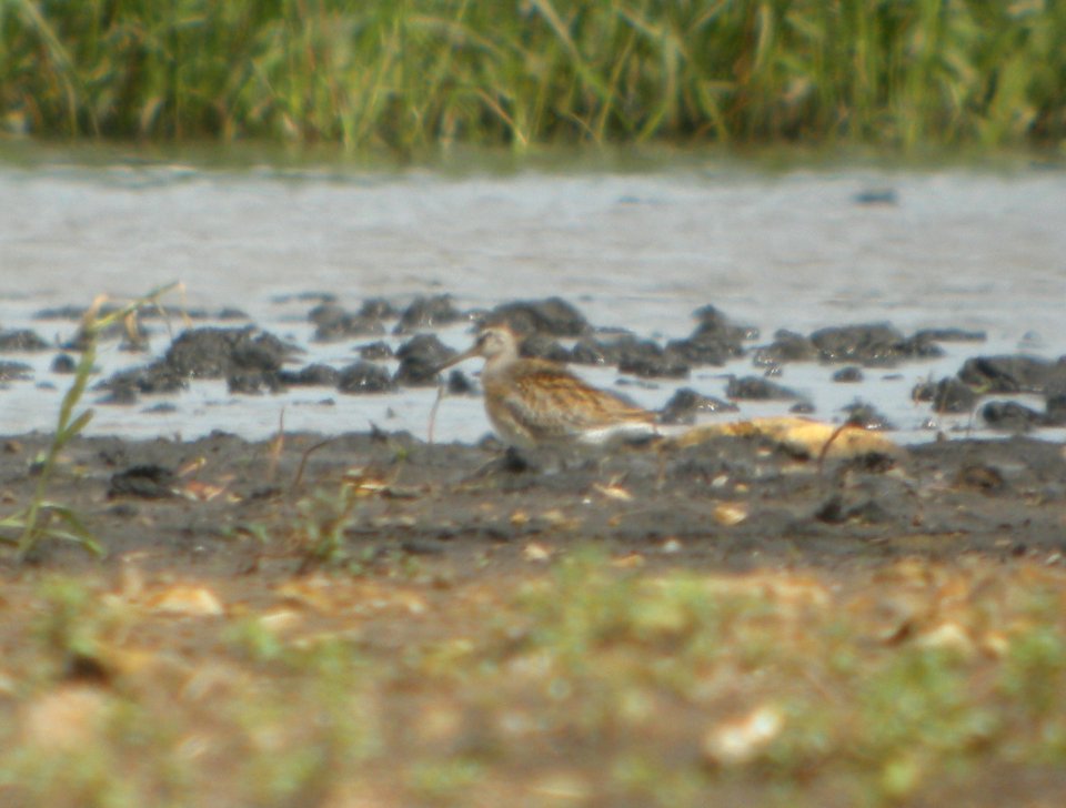 DSCN7751c SB Dowitcher Schoeffner Farm Kankakee Co IL 8-21-2016