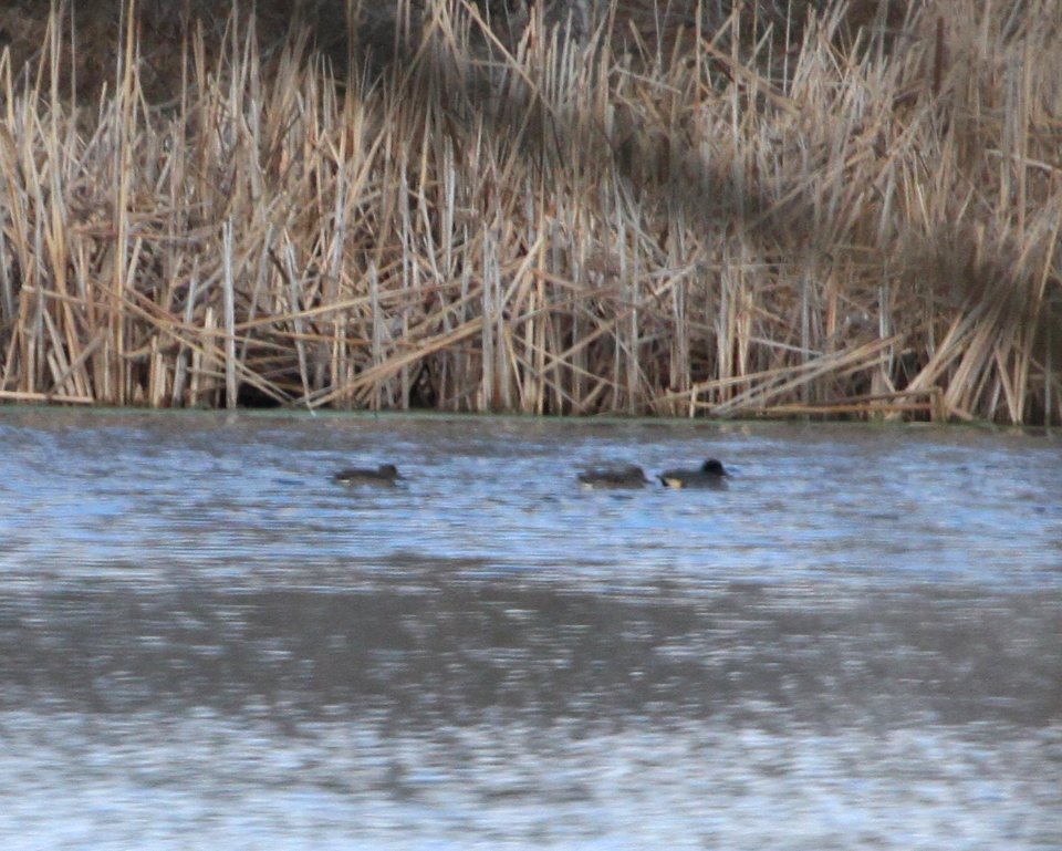 IMG 6162c Green-winged Teal Whispering Willows Kankakee Co IL 12-18-2015