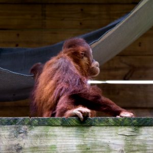 Zoo Atlanta Baby Orangutan photo
