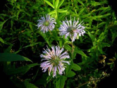 DSCN0167c Wild Bergamot LaSalle FWA IN 7-23-2018