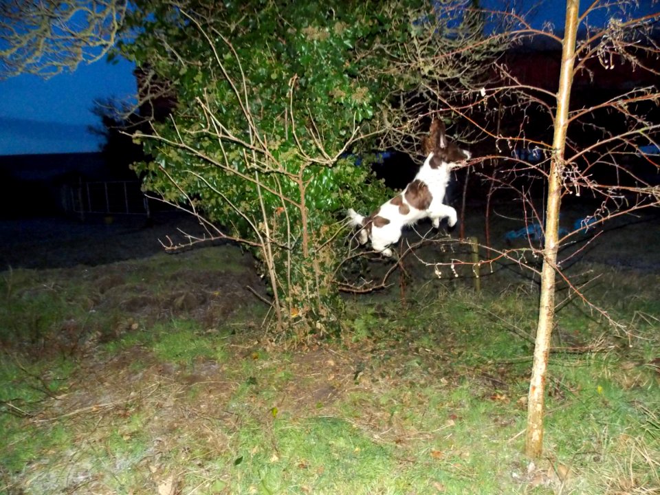 Why are they called 'Springer' Spaniels anyway?
