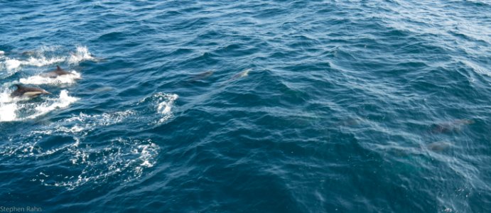 California Dolphins