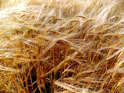 Barley Field