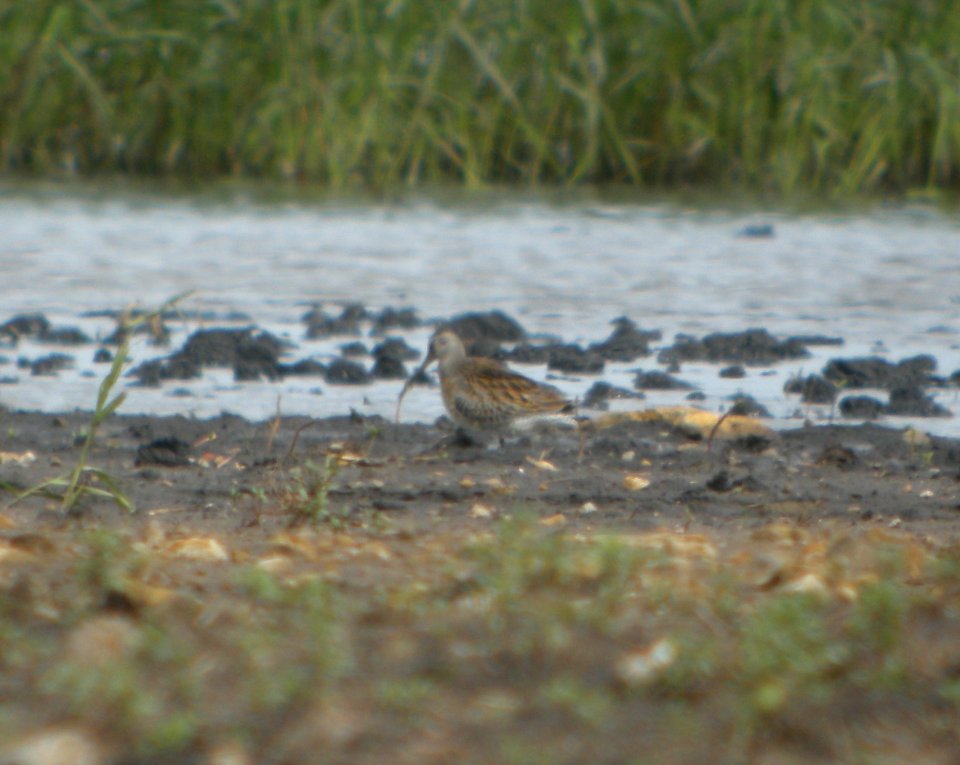 DSCN7754c SB Dowitcher Schoeffner Farm Kankakee Co IL 8-21-2016