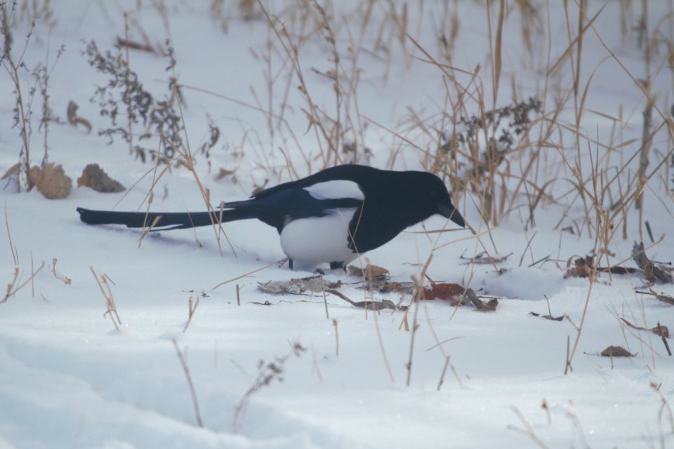 IMG 6683c Black-billed Magpie Chatfield SP CO 12-24-2017