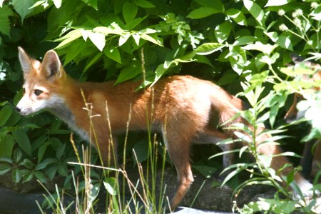 IMG 0616c Red Fox Hse Kankakee IL 6-27-2018 photo
