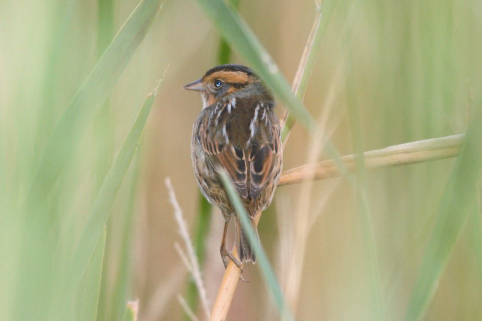 IMG 8986c Nelson's Sparrow Whispering Willows Area Kankakee Co IL 9-16-2016