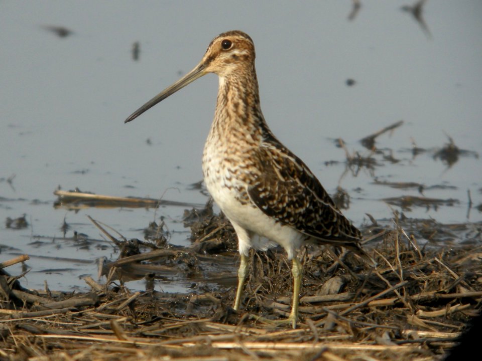 DSCN9675c Wilson's Snipe Willowhaven Area Kankakee Co IL 4-12-2018