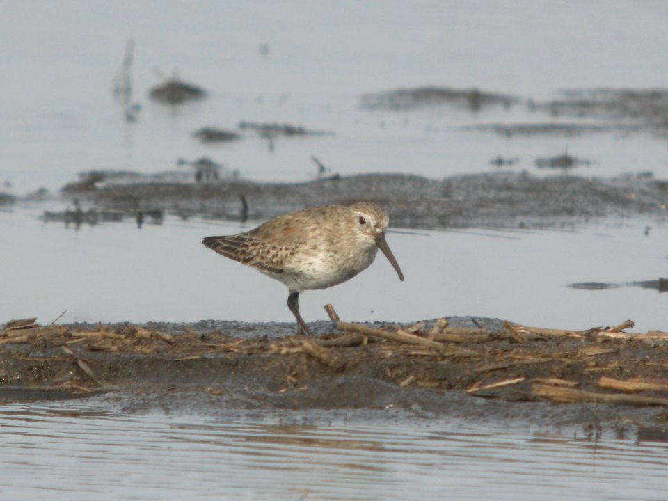 DSCN9667c Dunlin Willowhaven Area Kankakee Co IL 4-12-2018