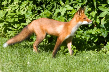 IMG 0676c Red Fox Hse Kankakee IL 6-27-2018 photo