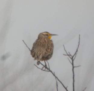 DSCN9659c Western Meadowlark TNC Kankakee Sands IN 3-19-2016
