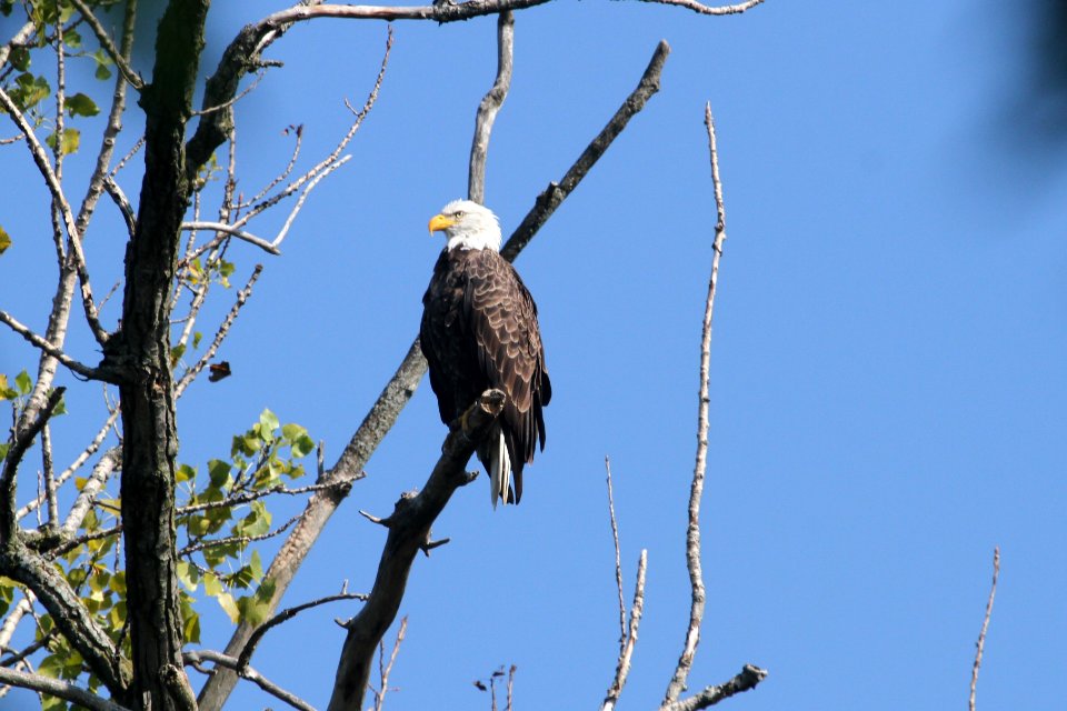 IMG 8526c Bald Eagle LaSalle FWA IN 8-2-2016