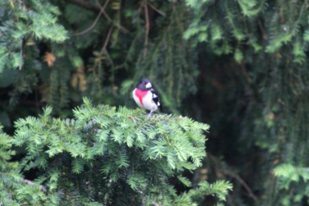 IMG 0271c Rose-breasted Grosbeak Hse Kankakee IL 6-1-2018