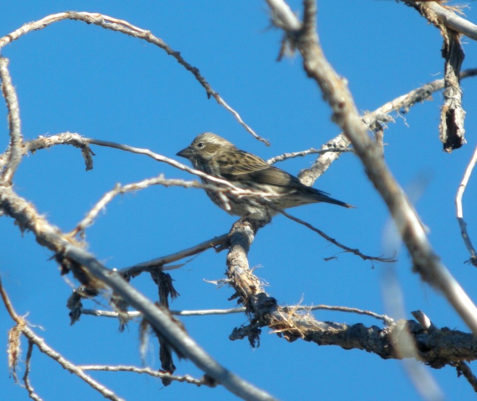 DSCN9355 Cassin's Finch Goldwater Lake Yavapai Co AZ 12-30-2015