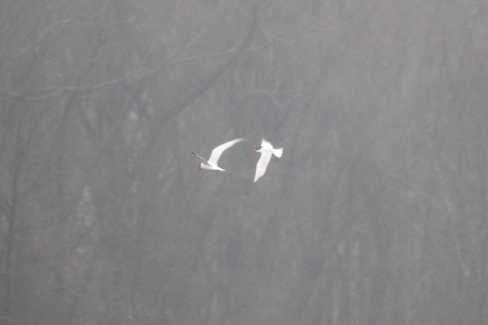 IMG 8832c Caspian Tern LaSalle FWA IN 4-14-2018