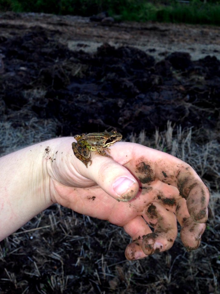A little frog I found in our field.