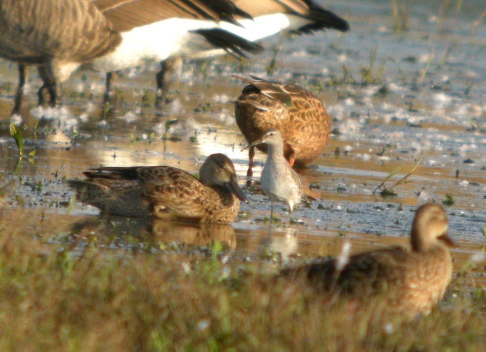 DSCN8386c Stilt Sandpiper Whispering Willows Area Kankakee Co IL 10-7-2016