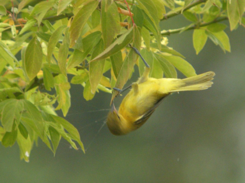 DSCN0362c Orchard Oriole Braidwood Lake IL 8-7-2018