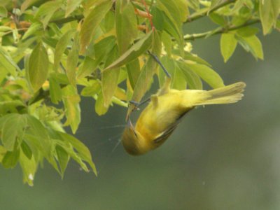 DSCN0362c Orchard Oriole Braidwood Lake IL 8-7-2018