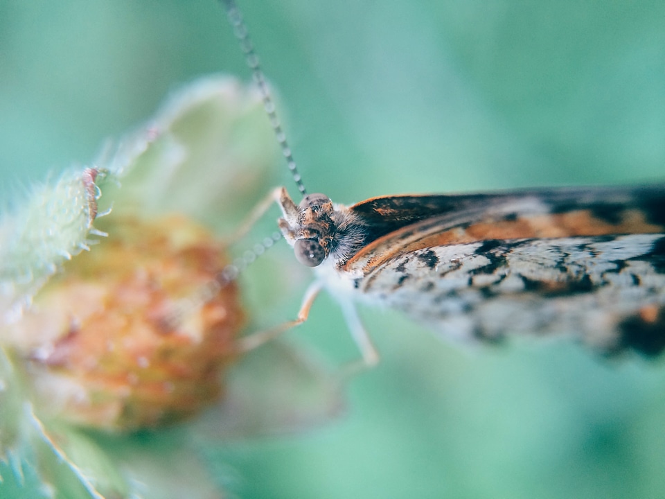 Insect flower nature