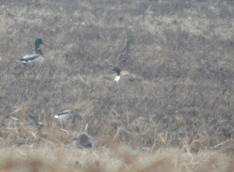 DSCN9272c Northern Pintail Whispering Willows Kankakee Co IL 12-22-2015