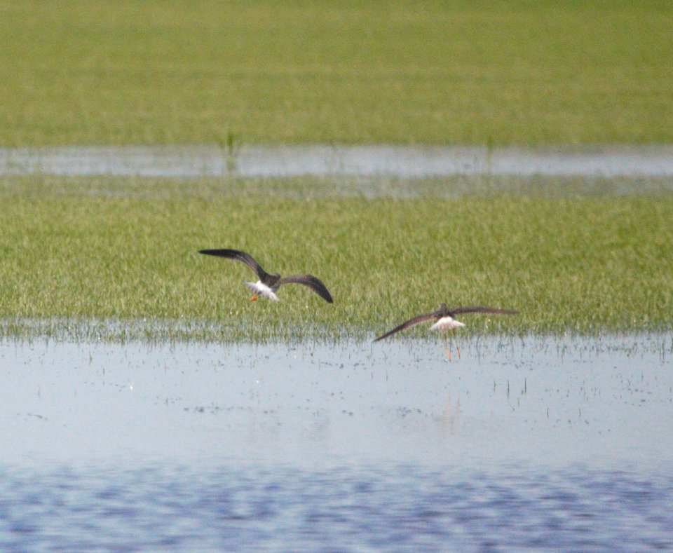 IMG 8657c Greater and Lesser Yellowlegs Sod Farm Momence IL 8-17-2016