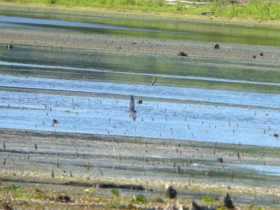 DSCN0042c Black Tern LaSalle FWA IN 6-4-2018