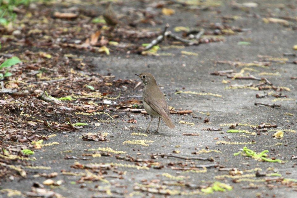 IMG 9878c Gray-cheeked Thrush LeVasseur Park Kankakee IL 5-14-2018