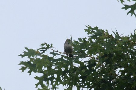 IMG 0351c Lark Sparrow Heiland FP Kankakee Co IL 6-13-2018