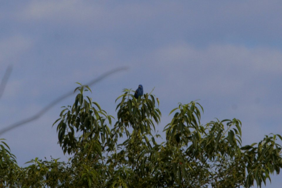 IMG 0379c Blue Grosbeak Mskota Sands Pembroke Twp Kankakee Co IL 6-14-2018