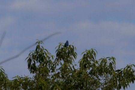 IMG 0379c Blue Grosbeak Mskota Sands Pembroke Twp Kankakee Co IL 6-14-2018