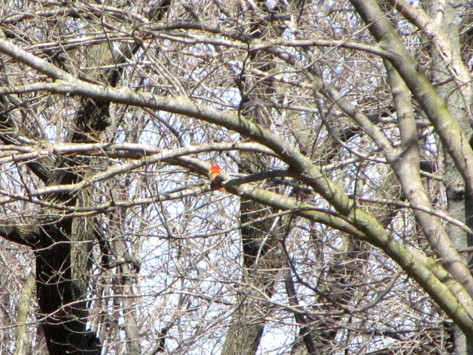 IMG 0029c Summer Tanager Gar Creek Kankakee IL 4-30-2018