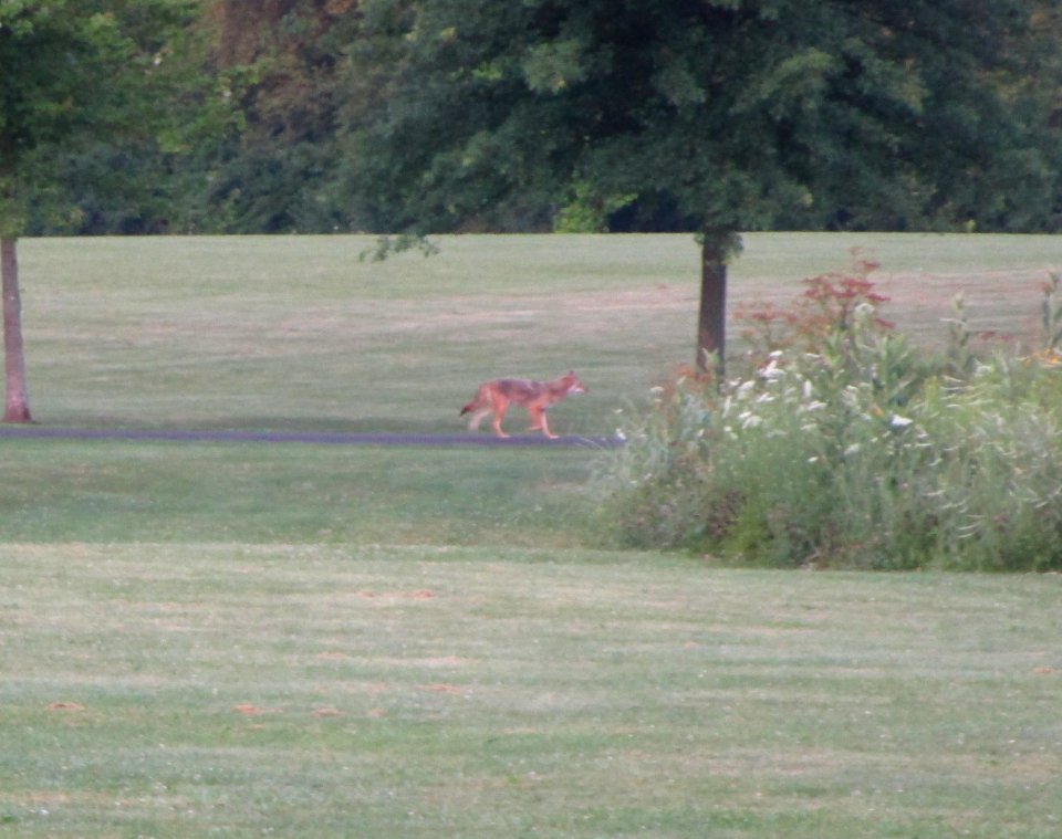 IMG 2285c Coyote Perry Farm Park IL 7-13-2016