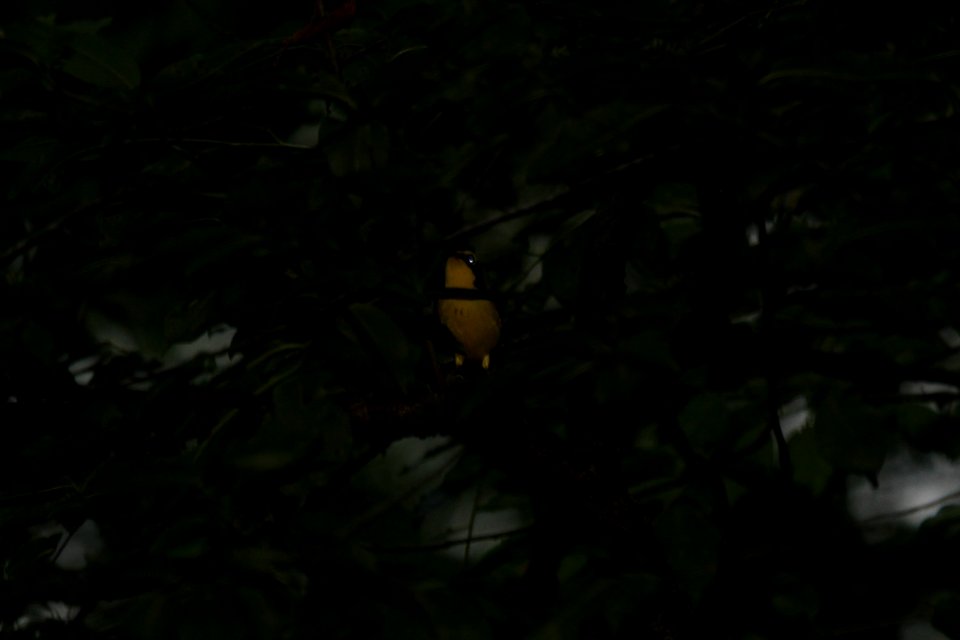 IMG 0340c Kentucky Warbler Heiland FP Kankakee Co IL 6-13-2018