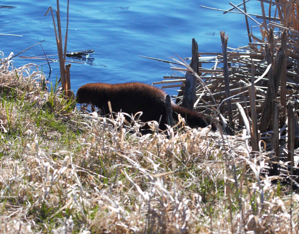 IMG 7084c Mink Willow Slough FWA IN 3-17-2016